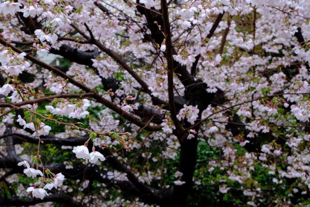 佐野史郎さんのインスタグラム写真 - (佐野史郎Instagram)「#桜 #満開 #雨 #まどのそと 晴天はもちろん気持ちが良いけど、これもまた、落ち着きますなあ😌」3月25日 12時45分 - sanovabitch