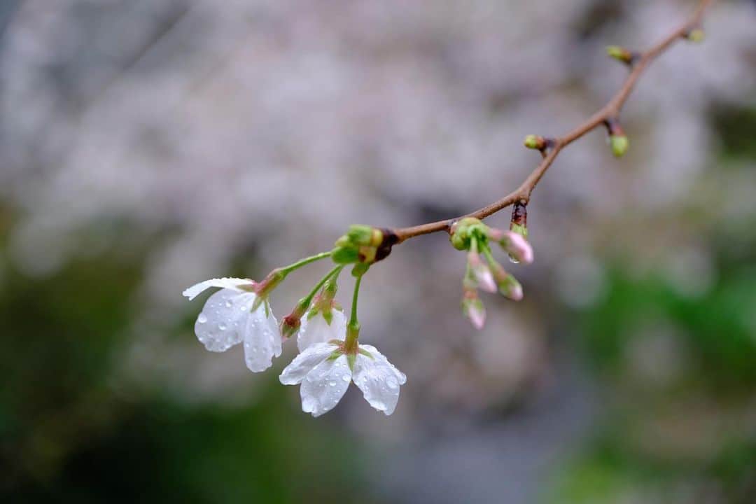 佐野史郎のインスタグラム：「#桜 #満開 #雨 #まどのそと 晴天はもちろん気持ちが良いけど、これもまた、落ち着きますなあ😌」