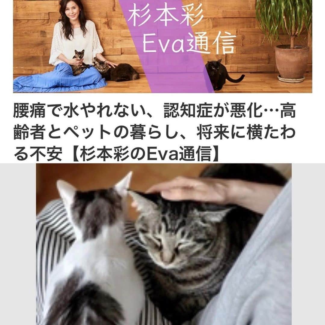 杉本彩のインスタグラム：「#Repost @evaanimal ・・・ 最新のコラム「杉本彩のEva通信」は、高齢者とペットの暮らしについてまとめました。 ペットと高齢者の問題は、けして他人事ではありません。ペットと暮らす誰もが当事者になるかもしれない問題です。ぜひご覧下さい。  https://www.fukuishimbun.co.jp/articles/-/1750280 ※ストーリーからリンクしています  #高齢者とペット #高齢者とペットの問題 #多頭飼育崩壊 #飼い主の高齢化 #杉本彩 #動物環境福祉協会eva」
