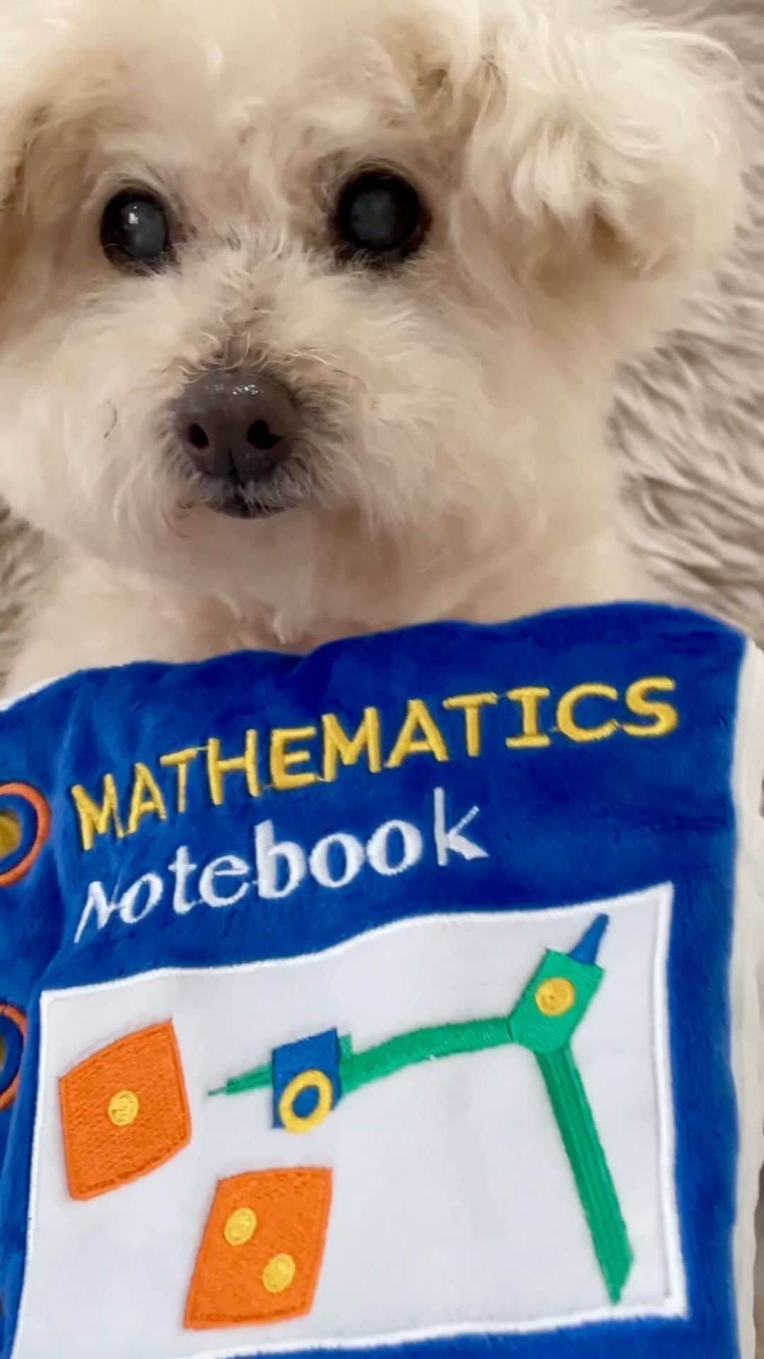 のインスタグラム：「✏️📖📐 3月の @doggybox_jp  ご紹介!! おもちゃのノートの中には楽しい音や、ノーズワークとして遊べるしかけがたくさん♬.*ﾟ ハイシニアさんの脳トレにもなるから嬉しい♡  ワクワク定期便にトキメクまるさんです。  ☑️赤鶏さつま手焼き 平飼いで育てられた鹿児島県産「赤鶏」のささみを、職人が1枚1枚手焼きしました。脂肪分が少なく良質なタンパク質を多く含むささみは、丈夫な身体作りに役立ちます。  ☑️馬肉ふりかけ 新鮮な馬肉をそぼろ状に成形し、じっくりと乾燥させカリカリに仕上げました。馬肉は、皮膚の健康・毛艶アップに効果的です。  ☑️アジすり身せんべい 愛媛県八幡浜漁港水揚げの鮮度抜群なアジを骨ごとすり身にし、せんべいにしました。アジはDHAやEPAを多く含み、脳や神経の発達、動脈硬化の予防に効果的です。香ばしい香りとパリパリとした食感！  ☑️青森ヒバ精油蒸留水 青森ヒバから抽出した精油と蒸留水を使った消臭除菌スプレー。青森ヒバ精油に含まれるヒノキチオールは、高い抗菌、消臭効果があります。ワンちゃんの身の回りのものにふきかけてご使用ください。お出かけ時はもちろん防災グッズとしても便利です。  #今日のわんこ#ハイシニア犬#シニア犬 #シニア犬との暮らし#トイプードル#toypoodle#ワンコ#幸せお届け隊#ふわもこ #ハッピードッグライフ #ドギボ  #ドギーボックス」