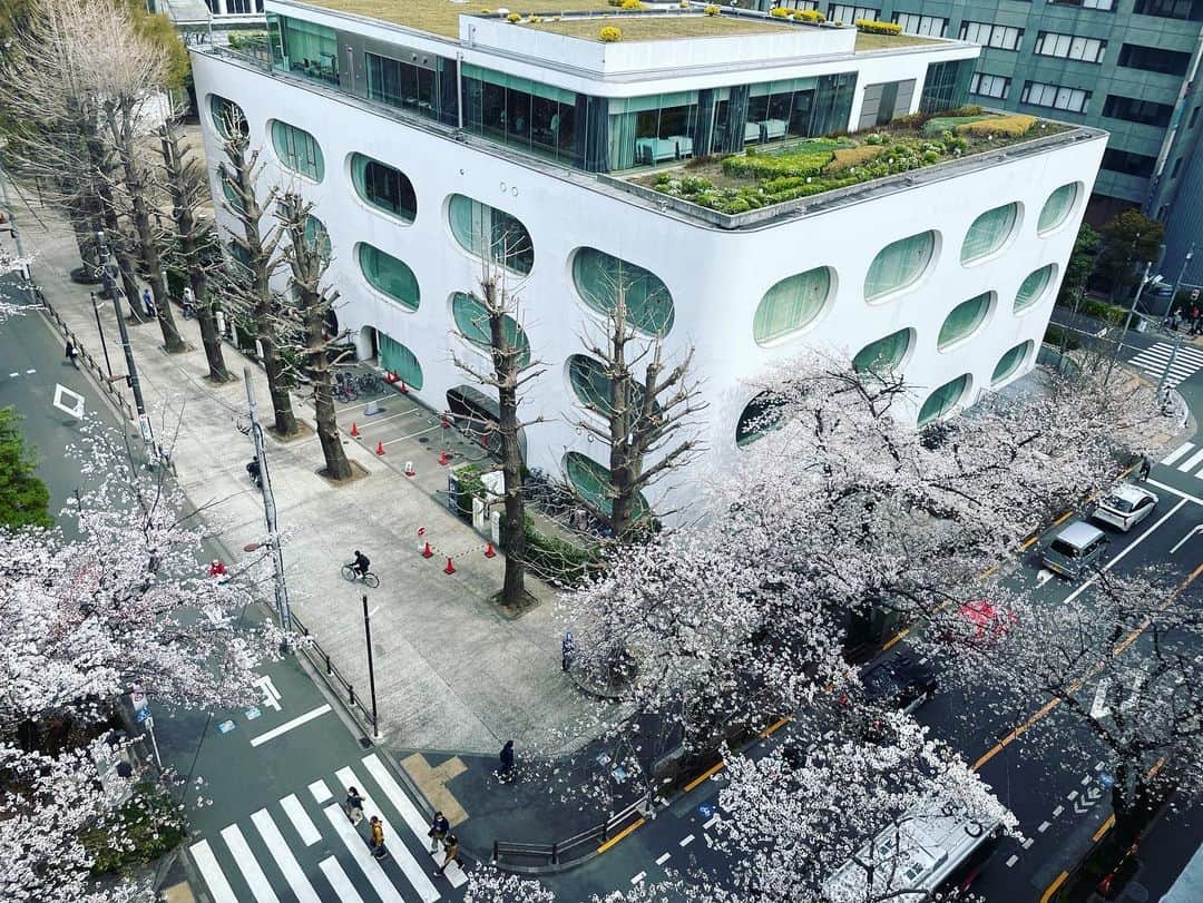 大和未知さんのインスタグラム写真 - (大和未知Instagram)「日本一大好きな図書館🕌武蔵野プレイスより。上から見る桜🌸👀→毎年恒例になってきました🫶✨  先週、今日、マンション近くの屋上から桜を見た🌸…🌸  風が吹くたびに、桜の花びらが揺れるし  春の香りが心地よかった✨✨✨  一度にこれほど沢山の花をつける  桜を見ることで、自然とココロと体まで浄化されるね🌟  HUとかﾑｰという声を出すと 桜と波動が合うはずよ🫰💕」3月25日 14時22分 - michi.minnashiawase