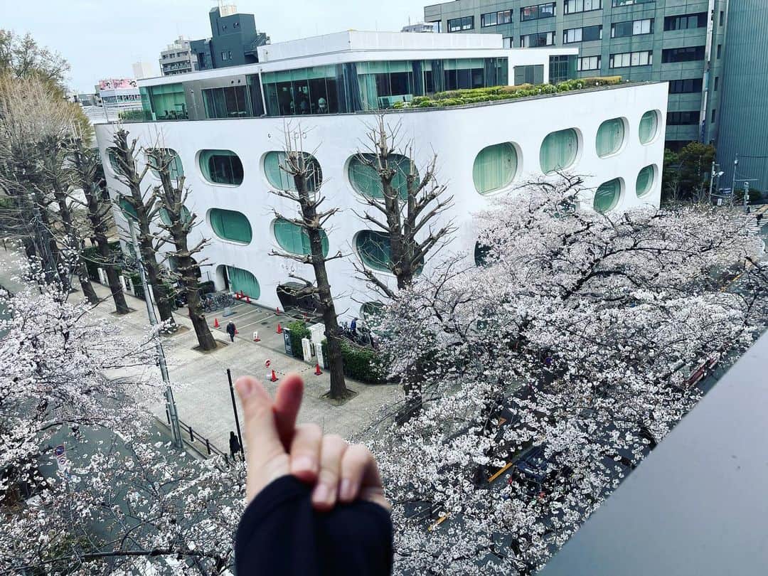 大和未知のインスタグラム：「日本一大好きな図書館🕌武蔵野プレイスより。上から見る桜🌸👀→毎年恒例になってきました🫶✨  先週、今日、マンション近くの屋上から桜を見た🌸…🌸  風が吹くたびに、桜の花びらが揺れるし  春の香りが心地よかった✨✨✨  一度にこれほど沢山の花をつける  桜を見ることで、自然とココロと体まで浄化されるね🌟  HUとかﾑｰという声を出すと 桜と波動が合うはずよ🫰💕」