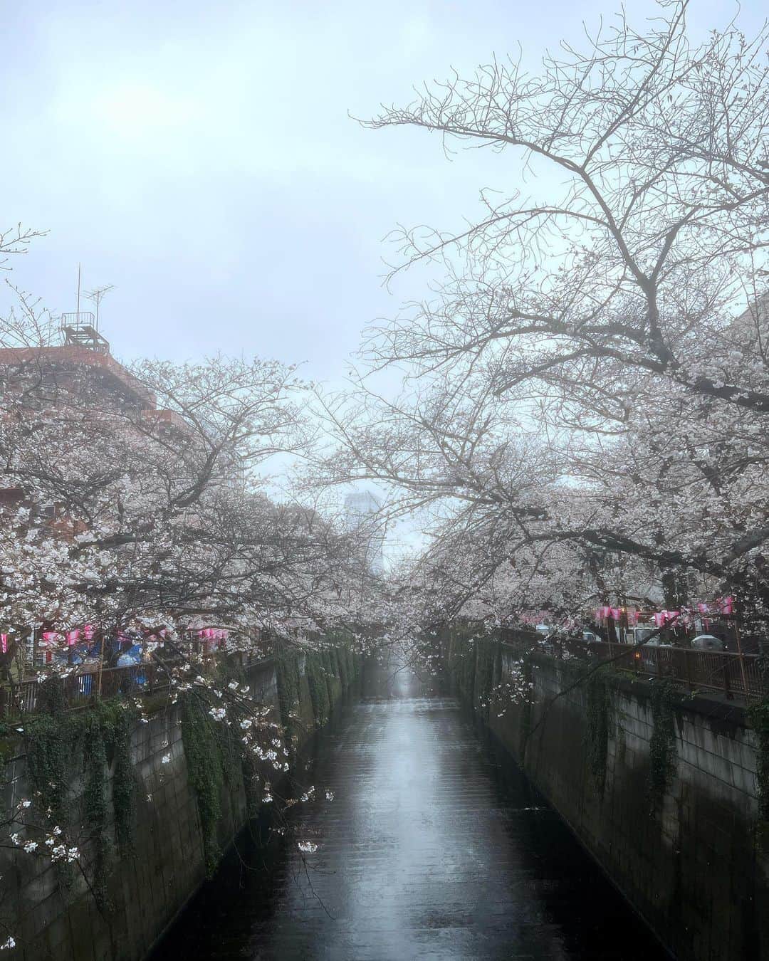 小林 ディスカスさんのインスタグラム写真 - (小林 ディスカスInstagram)「今年、 何気に桜の季節に、 3回も中目黒に行けた、 幸せ者でしたっ！！  👱🏽‍♂️🌸🌸🌸🙋🏼‍♂️  また来年、 会えます様に！🙏🏽  #tokyo #japan #fashion #beauty #東京ライフ #中目黒 #目黒川 #桜 #cherryblossom」3月26日 1時20分 - discus_kobayashi
