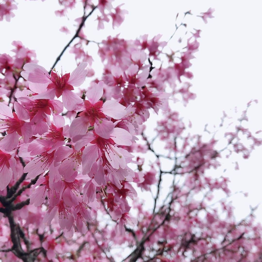 久保田夏菜さんのインスタグラム写真 - (久保田夏菜Instagram)「裏庭に 今年もおじいの桜が咲き始めました。  庭いじりが好きだった祖父が 植えたんだと思うんだけど いつの話か、何の花かもわからなくて。  少なくとも10年前以上は前。  ソメイヨシノよりも ずいぶんと色が濃くて 色味がなかった冬の山の景色に 久しぶりにやってきた鮮やかな色。  毎年咲くのを ひっそり待っています。  お花見のいい季節がやってきましたね。 ソメイヨシノもいろいろなところで花開いて、車で走るだけでも楽しいです〜。  #桜　#春　#ソメイヨシノ　#おじいの花」3月26日 0時40分 - kanakubota0805