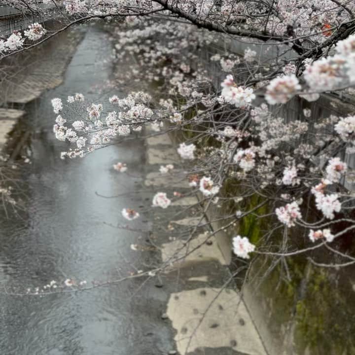 清浦夏実のインスタグラム：「お花見。  WBC準決勝、サヨナラ決めて、嬉しくなって街中華で乾杯。帰り道にちょいとお花見。最高の祝日。  毎年同じ景色っちゃあ景色なんだけど、桜ってやっぱり撮ってしまう。そして自分の変化も感じる。桜のトンネルの中は明るい。どこもかしこも咲き誇っていて春。  #春 #spring #桜 #花見 #cherryblossom #tokyo #川 #wbc #世界一 #おめでとう #ありがとう #街中華 #瓶ビール #キリンラガー #乾杯 #ちなみに #私は #西武ファン」