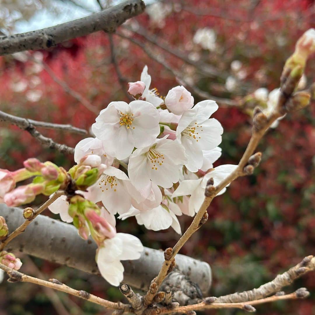 清浦夏実さんのインスタグラム写真 - (清浦夏実Instagram)「お花見。  WBC準決勝、サヨナラ決めて、嬉しくなって街中華で乾杯。帰り道にちょいとお花見。最高の祝日。  毎年同じ景色っちゃあ景色なんだけど、桜ってやっぱり撮ってしまう。そして自分の変化も感じる。桜のトンネルの中は明るい。どこもかしこも咲き誇っていて春。  #春 #spring #桜 #花見 #cherryblossom #tokyo #川 #wbc #世界一 #おめでとう #ありがとう #街中華 #瓶ビール #キリンラガー #乾杯 #ちなみに #私は #西武ファン」3月25日 16時14分 - kiyo_723