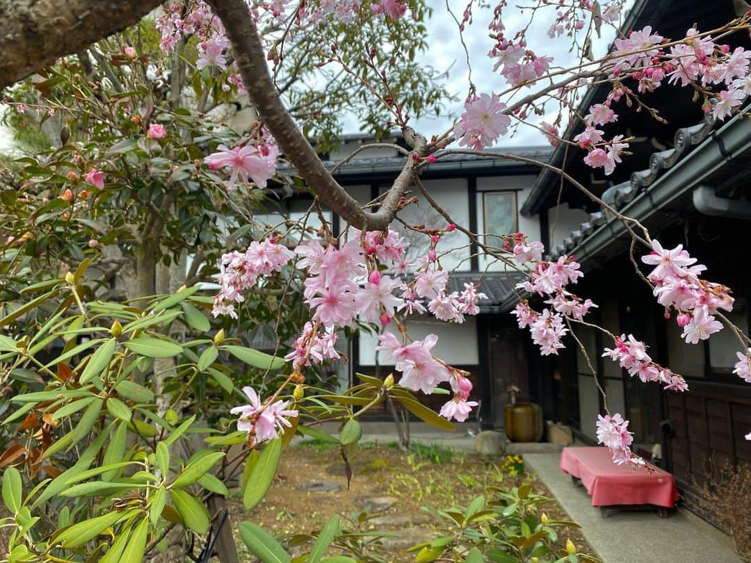 飛騨高山 旅館あすなろさんのインスタグラム写真 - (飛騨高山 旅館あすなろInstagram)「. 当館の庭にある四季桜🌸 四季桜は春と秋の年2回 花を咲かせる珍しい桜です🌿  #日本　#岐阜県　#お雛様 #食べ歩き　#飛騨牛　　#カメラ　 #旅館あすなろ #飛騨高山 #飛騨高山観光　#高山観光 #instagramjapan  #japan #gifu #takayama #hidatakayama #asunaro #ryokanasunaro #travel #travelgram #instatravel #japantrip #japantravel #followme」3月25日 16時17分 - ryokanasunaro