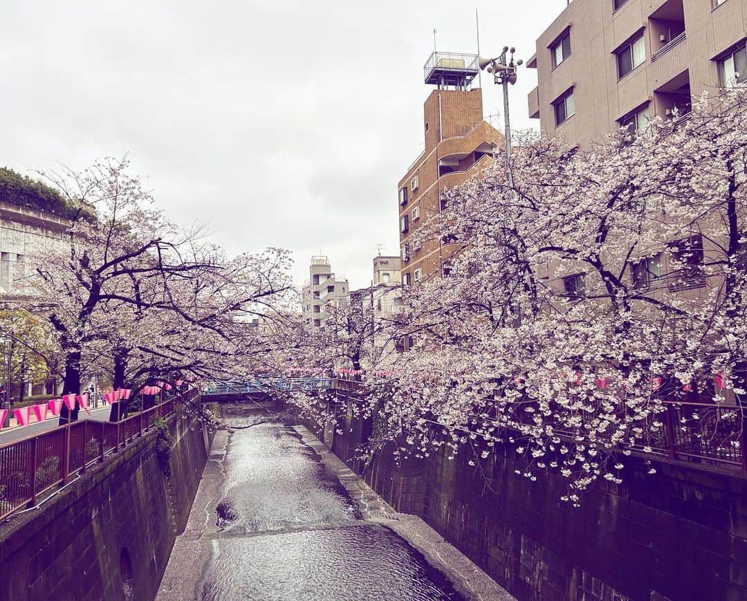 小川真司のインスタグラム：「目黒川沿いの桜は満開🌸」