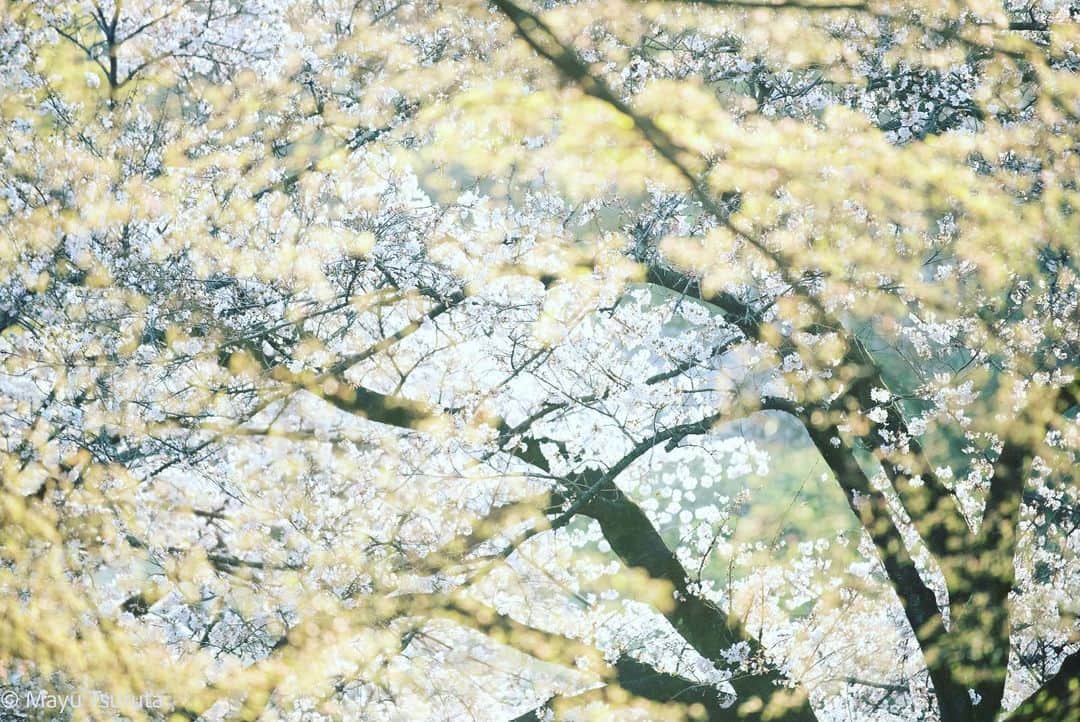 鶴田真由さんのインスタグラム写真 - (鶴田真由Instagram)「光の桜✨🌸✨  目で見えているものの向こう側を写せたらいいな、といつも思う。  その先に触れたい✨✨✨  その桜も、もう散ってしまいますね。」3月25日 16時39分 - mayutsuruta