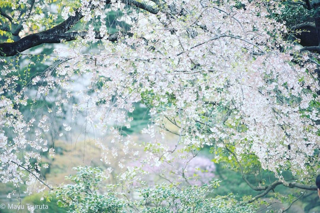 鶴田真由のインスタグラム：「光の桜✨🌸✨  目で見えているものの向こう側を写せたらいいな、といつも思う。  その先に触れたい✨✨✨  その桜も、もう散ってしまいますね。」