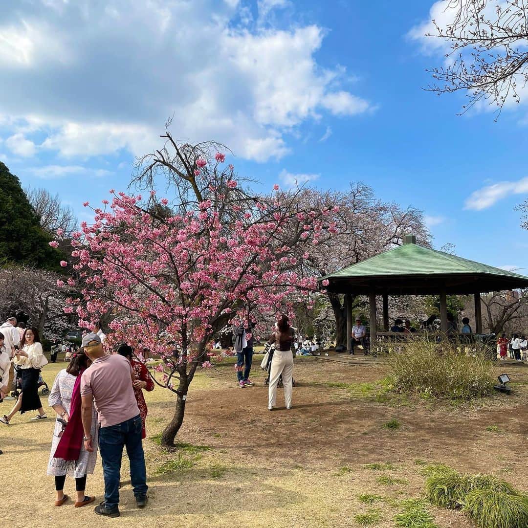 青山あみさんのインスタグラム写真 - (青山あみInstagram)「雨があがってもまた 桜たち見れますように🫶✨ 去年と変わって　海外の人たちがたくさんいて 色彩も感じれたり　街も楽しそうで良いね！☺️  2023 벛꽃🌸 이뿌네~✨  #japan #벛꽃」3月25日 16時33分 - aoam____i