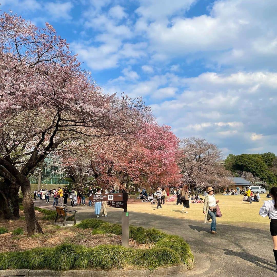 青山あみのインスタグラム：「雨があがってもまた 桜たち見れますように🫶✨ 去年と変わって　海外の人たちがたくさんいて 色彩も感じれたり　街も楽しそうで良いね！☺️  2023 벛꽃🌸 이뿌네~✨  #japan #벛꽃」