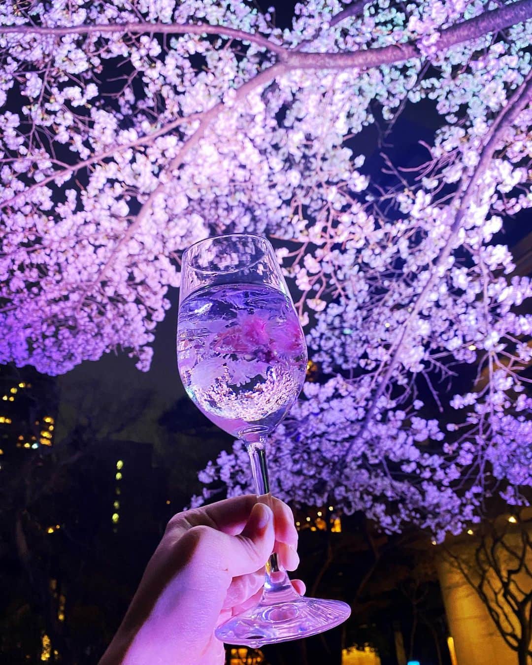 八芳園さんのインスタグラム写真 - (八芳園Instagram)「TOKYO SAKURA GARDEN SPRING FESTIVAL 2023🌸 3/17 fri – 4/9 sun  3月24日(金)より、週末限定で「白金横丁」がスタートいたしました🥂🌃  カクテルやお団子、肉まんを庭園内にてお召し上がりいただけます🍡  幻想的な春の夜、大人のひとときを八芳園でお愉しみください。  ----------  TOKYO SAKURA GARDEN「白金横丁」🥂🌸  《開催期間》 3月24日（金）〜3月26日（日）、3月31日（金） 4月1日（土）、4月7日（金）～4月9日（日） ※４月2日（日）の開催はございません。  《開催時間》 17:00~20:30 (L.O.20:15)  《開催場所》 B1チャペルロビー、滝前(庭園内) ※雨天決行 ※予約不要  ----------  《撮影日：3月17日(金)》  🌸🌸🌸  #TOKYOSAKURAGARDEN2023  #八芳園 #happoen #お花見 #桜 #日本庭園  #flowerstagram #夜桜 #夜桜ライトアップ #カクテル #白金横丁 #bar #映えスポット   #東京散歩 #東京カメラ部  #キリトリセカイ #イルミネーション #デート #ライトアップ  #写真好きな人と繋がりたい #カメラ好きな人と繋がりたい   #japanesegarden #tokyotokyo #tokyotrip #japan_of_insta #jp_mood #dreamyphoto #wonderful_places #bestphoto_japan #japan_night_view」3月25日 16時37分 - happoen
