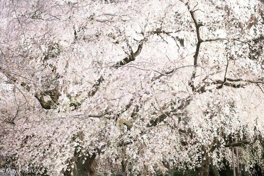 鶴田真由のインスタグラム：「凄すぎるっ。 ここにはきっと桜の精霊が住んでいますね✨🌸✨🙏✨」