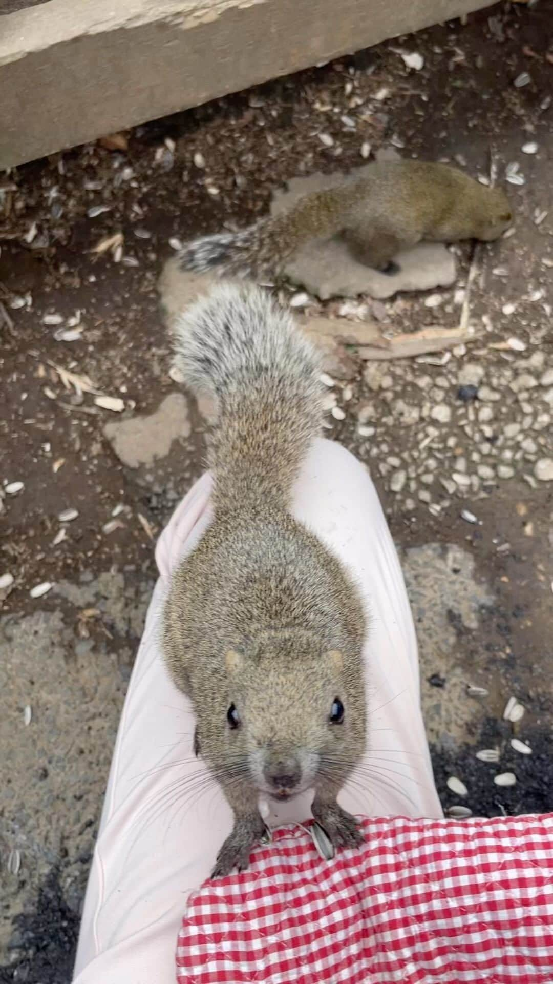 大和未知のインスタグラム：「🐿…🐿…どこを見渡してもリスっ  手乗り、 足乗り…、、 でリスパワー🐿🐿✨✨✨  しっかり動物の癒し、 いただいてきました✨✨  町田にあるリス園は、入場料ワンコイン位で とても親しみやすい施設でした✨✨✨  野生のリスたちを間近で見れるし 手の平に乗る可愛いリスたちと 触れ合えることも魅力のひとつ🫶✨  思いきり🐿ﾄﾞﾝｸﾞﾘと ヒマワリで…リスって来て下さい🐿💕  #動物 #動物動画 #動物好きな人と繋がりたい #アニマル #animals」