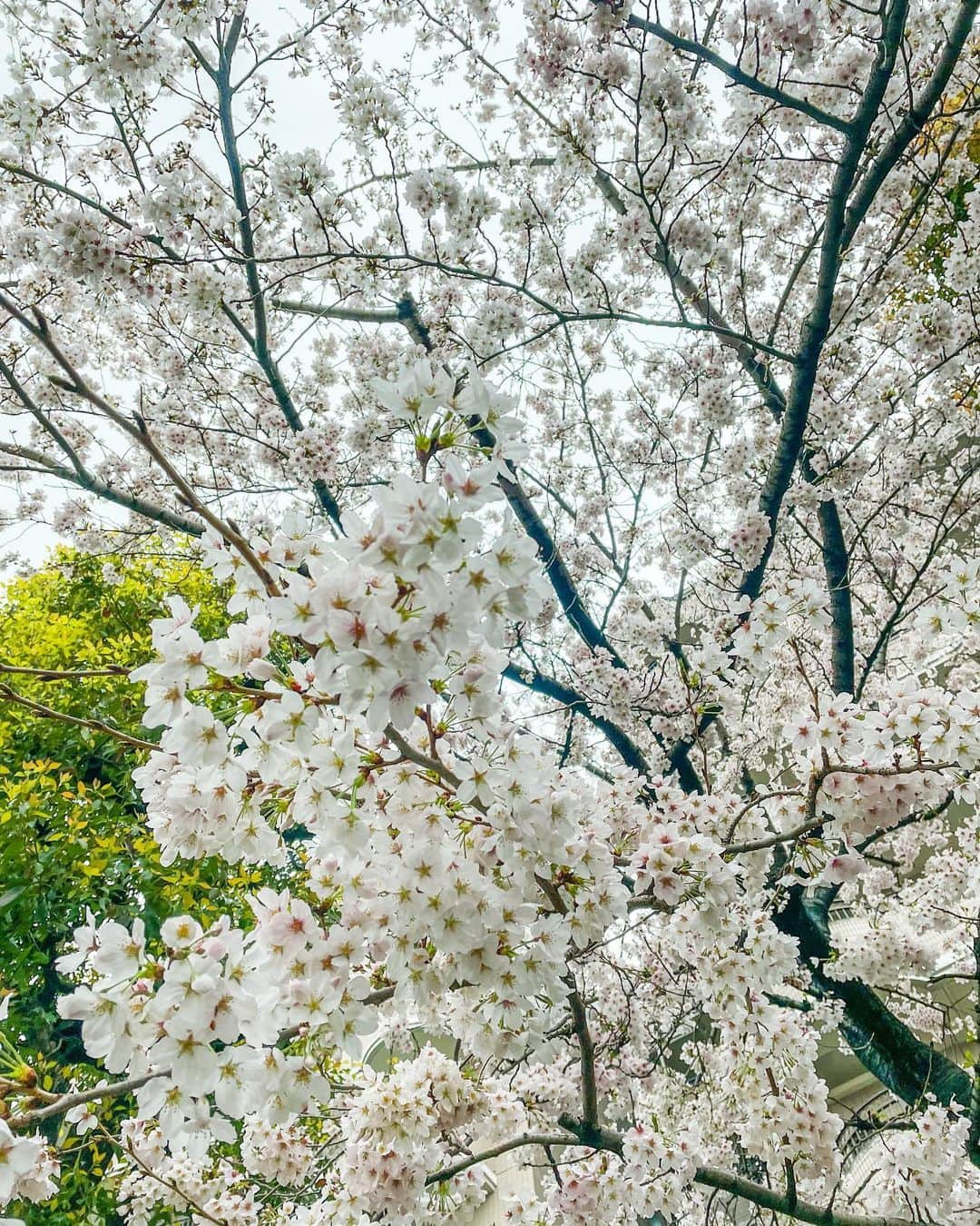 ジンソクさんのインスタグラム写真 - (ジンソクInstagram)「벌써 이런 계절이구나.. 桜🌸 #中目黒　#目黒川　#메구로가와」3月25日 16時58分 - jinstar