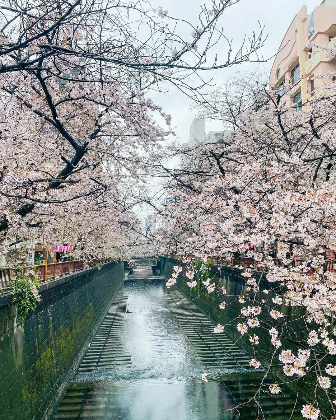 ジンソクのインスタグラム：「벌써 이런 계절이구나.. 桜🌸 #中目黒　#目黒川　#메구로가와」
