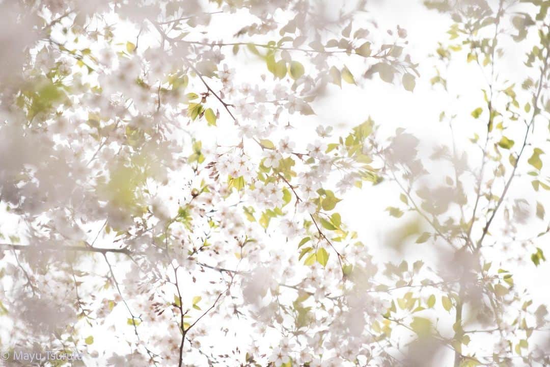 鶴田真由さんのインスタグラム写真 - (鶴田真由Instagram)「桜の撮影と待ちぼうけのカカ✨🌸🐶✨」3月25日 17時00分 - mayutsuruta