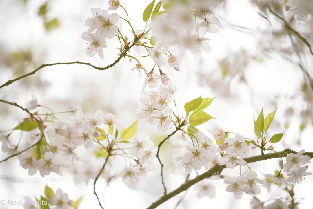 鶴田真由さんのインスタグラム写真 - (鶴田真由Instagram)「桜の撮影と待ちぼうけのカカ✨🌸🐶✨」3月25日 17時00分 - mayutsuruta