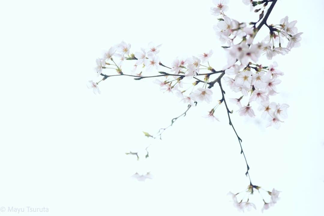 鶴田真由のインスタグラム：「桜の撮影と待ちぼうけのカカ✨🌸🐶✨」