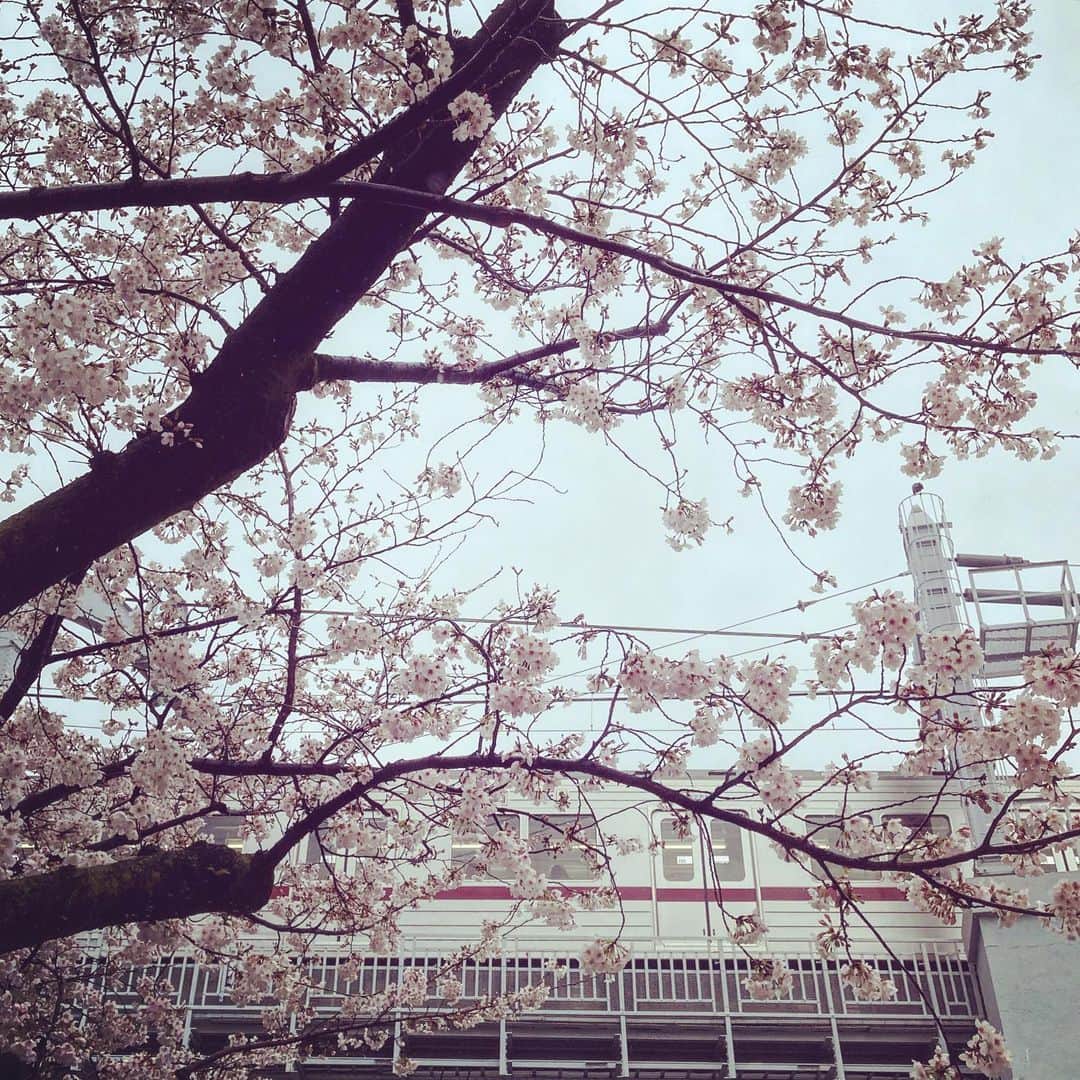 仲雅美さんのインスタグラム写真 - (仲雅美Instagram)「雨の桜橋花まつり🌸」3月25日 17時04分 - masami_naka32