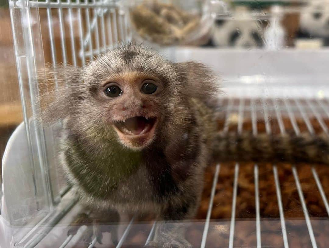 【公式】福岡ECO動物海洋専門学校さんのインスタグラム写真 - (【公式】福岡ECO動物海洋専門学校Instagram)「本日のオープンキャンパス✨ 春の一大イベント「アニマルフェスタ」👏👏 動物たちとのふれあいがいっぱいな2日間😊✨  大型犬や小動物たちのとふれあいが盛り沢山☺️  本日は遠方からお越し頂きありがとうございます🙇‍♀️ #福岡eco動物海洋専門学校 #福岡eco #オープンキャンパス #シェパード #アルマジロ #コモンマーモセット #タイハクオウム #マイクロブタ」3月25日 17時37分 - fukuokaeco