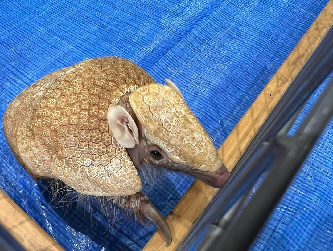 【公式】福岡ECO動物海洋専門学校さんのインスタグラム写真 - (【公式】福岡ECO動物海洋専門学校Instagram)「本日のオープンキャンパス✨ 春の一大イベント「アニマルフェスタ」👏👏 動物たちとのふれあいがいっぱいな2日間😊✨  大型犬や小動物たちのとふれあいが盛り沢山☺️  本日は遠方からお越し頂きありがとうございます🙇‍♀️ #福岡eco動物海洋専門学校 #福岡eco #オープンキャンパス #シェパード #アルマジロ #コモンマーモセット #タイハクオウム #マイクロブタ」3月25日 17時37分 - fukuokaeco