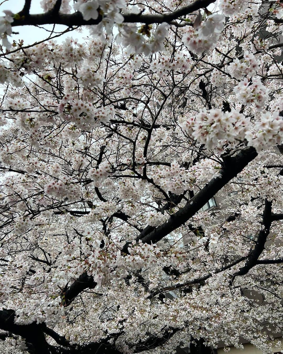 佐々木敬子さんのインスタグラム写真 - (佐々木敬子Instagram)「. 雨上がりの目黒川の桜 今年は桜があっと言う間に。。 満開🌸  #桜 #cherryblossom #目黒川」3月25日 17時50分 - keikosasaki_mylan