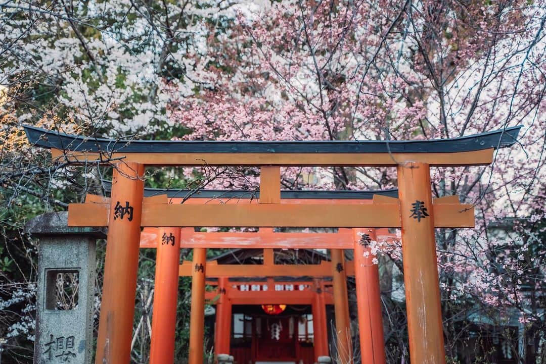 Sonoda COO Yukiyaさんのインスタグラム写真 - (Sonoda COO YukiyaInstagram)「@coo_travelphoto ←More photos  Spring days in Kyoto #Kyoto #Kyototravel #Japan #Sakura #cherryblossom #kyotophotographer #Japanphotographer」3月25日 18時24分 - coo_travelphoto