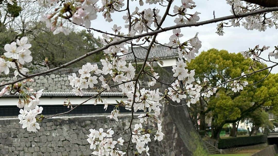 志麻のインスタグラム：「熊本城、行ってきた。  楽しかったー！  桜も綺麗やった🌸　  #志麻 #熊本城 #桜」