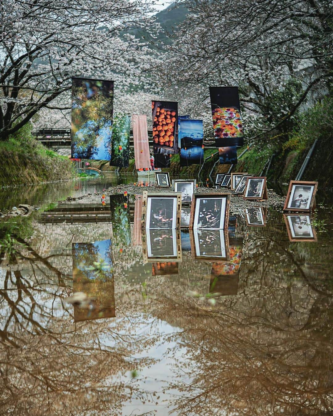 大杉隼平のインスタグラム：「徳島県勝浦町での屋外展示がはじまりました。桜祭りに合わせての開催となります。  雨が降ったからこそ見える景色。水量により見えない時間もありますが川底にもプリントを展示しています。  #写真 #写真展 #展示 #屋外展示 #徳島 #勝浦 #勝浦町 #桜祭り #勝浦さくら祭り #tokushima #katsuura #exhibition #leica #leicam #leicaphotography #leicaphoto #四国 #noctilux #noctilux50mm #shumpeiohsugi_photographer #shumpeiohsugi #大杉隼平写真展 #大杉隼平」