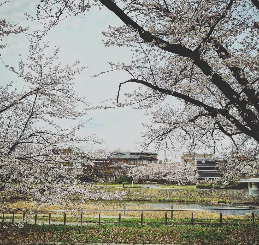 手嶌葵さんのインスタグラム写真 - (手嶌葵Instagram)「2023年3月25日京都コンサートホール公演に遊びに来て下さった皆さま☺︎  ありがとうございました！ 桜が満開な京都の美しさと、皆さまの優しさも感じながら・・また来たいなぁ☺︎  -Aoi🌹  #手嶌葵 #京都コンサートホール　  #向江陽子 さん #西原史織 さん #大辻ひろの さん #真藤敬利 さん #飯島奏人　さん　  #ライブ #コンサート #音楽 #aoi #京都さくら #aoiteshima」3月25日 19時03分 - aoiteshimaofficial