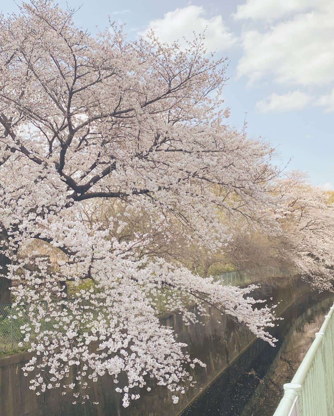 Lisaさんのインスタグラム写真 - (LisaInstagram)「偶然に桜とポートレート撮って頂きました🌸 やっぱりフィルムカメラの写真は独特な魅力がありますね✨ @camera_and_catさん、ありがとうございます！  #桜 #sakura」3月25日 19時04分 - lisa.sekai