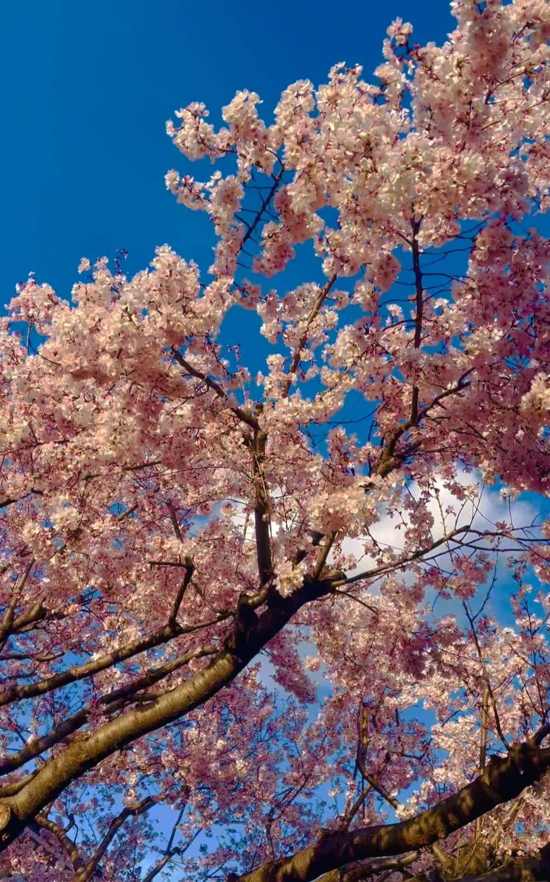 のインスタグラム：「満開の桜＆moko sanpo♡ #beautiful #sakura #cherryblossom #love #mybaby #mylove #愛犬 #愛犬家 #journey #spring #appreciation #shooting #感謝 #マイケル富岡 #タレント #俳優 #撮影 #nature #resort #actor #actorslife #癒し」
