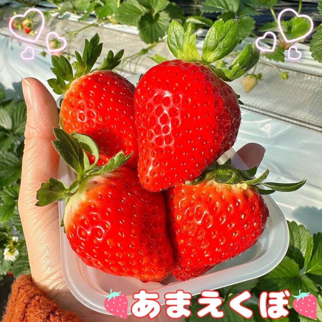 野山苺摘（グルメライター・グルメ探偵）のインスタグラム：「🍓いちごテロ🍓 ⇢ °•· ✿あまえくぼ✿ ·•° ⁡ 秩父の富田農園にて、「あまえくぼ」のいちご狩り！ ⁡ 新しい品種で甘みが強く、素敵な光沢✨ ⁡ ここ数年、どんどん新しい種類のいちごが登場しているので、最新版のいちご品種図鑑を作りたいなぁ〜！ ⁡ 🍓🍓🍓🍓🍓🍓🍓🍓🍓🍓🍓🍓🍓🍓🍓🍓 ⁡ #いちご #苺 #イチゴ #いちごテロ #ストロベリー #新品種いちご #あまえくぼ #秩父 #strawberry #いちごライター #いちごあつめ #いちご狩り #いちご🍓 #埼玉 #フルーツ #いちご集め #埼玉グルメ #🍓 #いちご大好き #いちご好きな人と繋がりたい #いちごの想い出 #いちご摘み #いちごが好き過ぎて🍓 #グルメライター #いちご品種 #いちごの品種 #富田農園 #中蒔田 #いちご図鑑 #イチゴ探偵 ⁡ 🍓🍓🍓🍓🍓🍓🍓🍓🍓🍓🍓🍓🍓🍓🍓🍓」