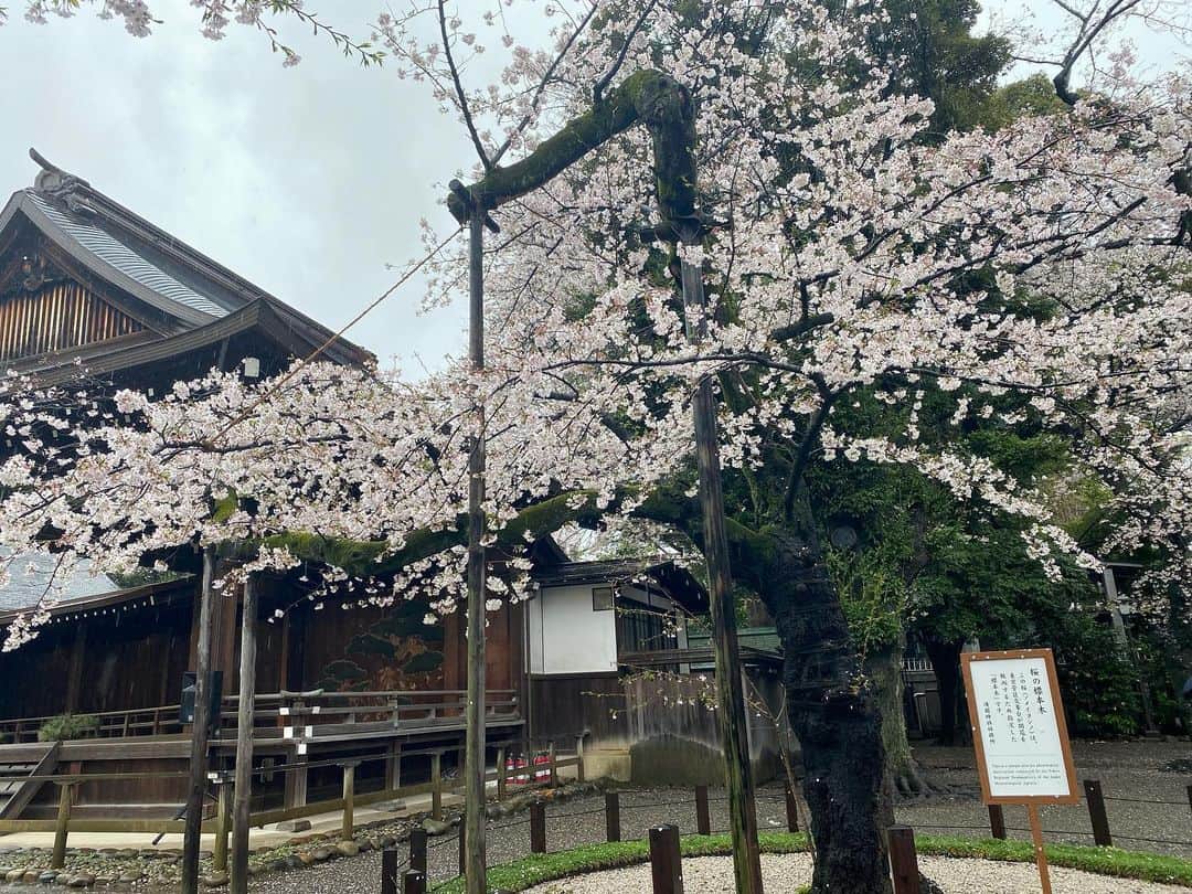 江川清音さんのインスタグラム写真 - (江川清音Instagram)「⁡ 🌸東京・靖国神社🌸 ⁡ 4枚目までは 3/29(水)ソメイヨシノの満開の発表があった日の様子です🌸🌸 ⁡ この日は、標本木周辺に報道陣のみならず、 観光の方も多くの方が集まっていました！ 少しだけ青空が見えた👀☀️ ⁡ ⁡ 5枚目からは 3/25(土)の桜の様子です！ 見頃ですが、雨が強く降っていました☔️ 桜の花びらも散ってきていましたが まだ見頃で綺麗です🙌 ⁡ #靖国神社 #標本木 #桜 #桜のあるくらし2023 #ウェザーニュースlive #さくらプロジェクト #さくプロ大使 #さくらば〜」3月25日 19時43分 - egawasayane