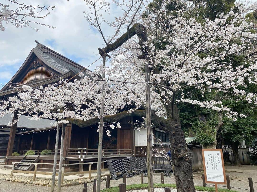 江川清音のインスタグラム：「⁡ 🌸東京・靖国神社🌸 ⁡ 4枚目までは 3/29(水)ソメイヨシノの満開の発表があった日の様子です🌸🌸 ⁡ この日は、標本木周辺に報道陣のみならず、 観光の方も多くの方が集まっていました！ 少しだけ青空が見えた👀☀️ ⁡ ⁡ 5枚目からは 3/25(土)の桜の様子です！ 見頃ですが、雨が強く降っていました☔️ 桜の花びらも散ってきていましたが まだ見頃で綺麗です🙌 ⁡ #靖国神社 #標本木 #桜 #桜のあるくらし2023 #ウェザーニュースlive #さくらプロジェクト #さくプロ大使 #さくらば〜」