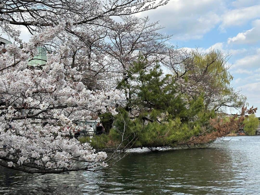 藤田崇寛さんのインスタグラム写真 - (藤田崇寛Instagram)「今年見た桜たち🌸  今週は週末にかけて雨予報だったため晴れてるうちにお花見へ。 家の近くにもきれいな桜スポットがたくさんあることを知りました😌  ボートにも乗って池の上からも桜を撮影📸  毎年桜の季節になると1年早いなぁと実感する。 また来年。」3月25日 19時36分 - fujitaka0125