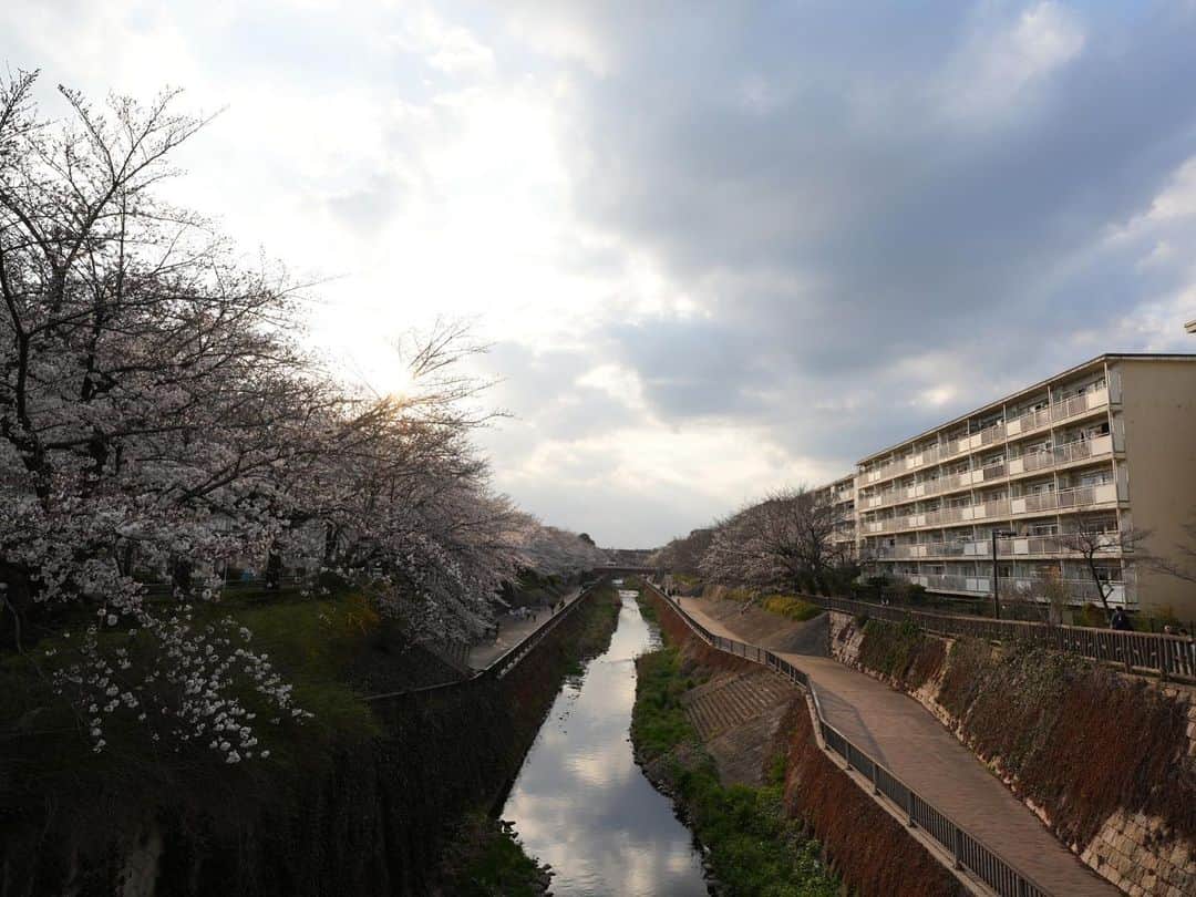 藤田崇寛さんのインスタグラム写真 - (藤田崇寛Instagram)「今年見た桜たち🌸  今週は週末にかけて雨予報だったため晴れてるうちにお花見へ。 家の近くにもきれいな桜スポットがたくさんあることを知りました😌  ボートにも乗って池の上からも桜を撮影📸  毎年桜の季節になると1年早いなぁと実感する。 また来年。」3月25日 19時36分 - fujitaka0125