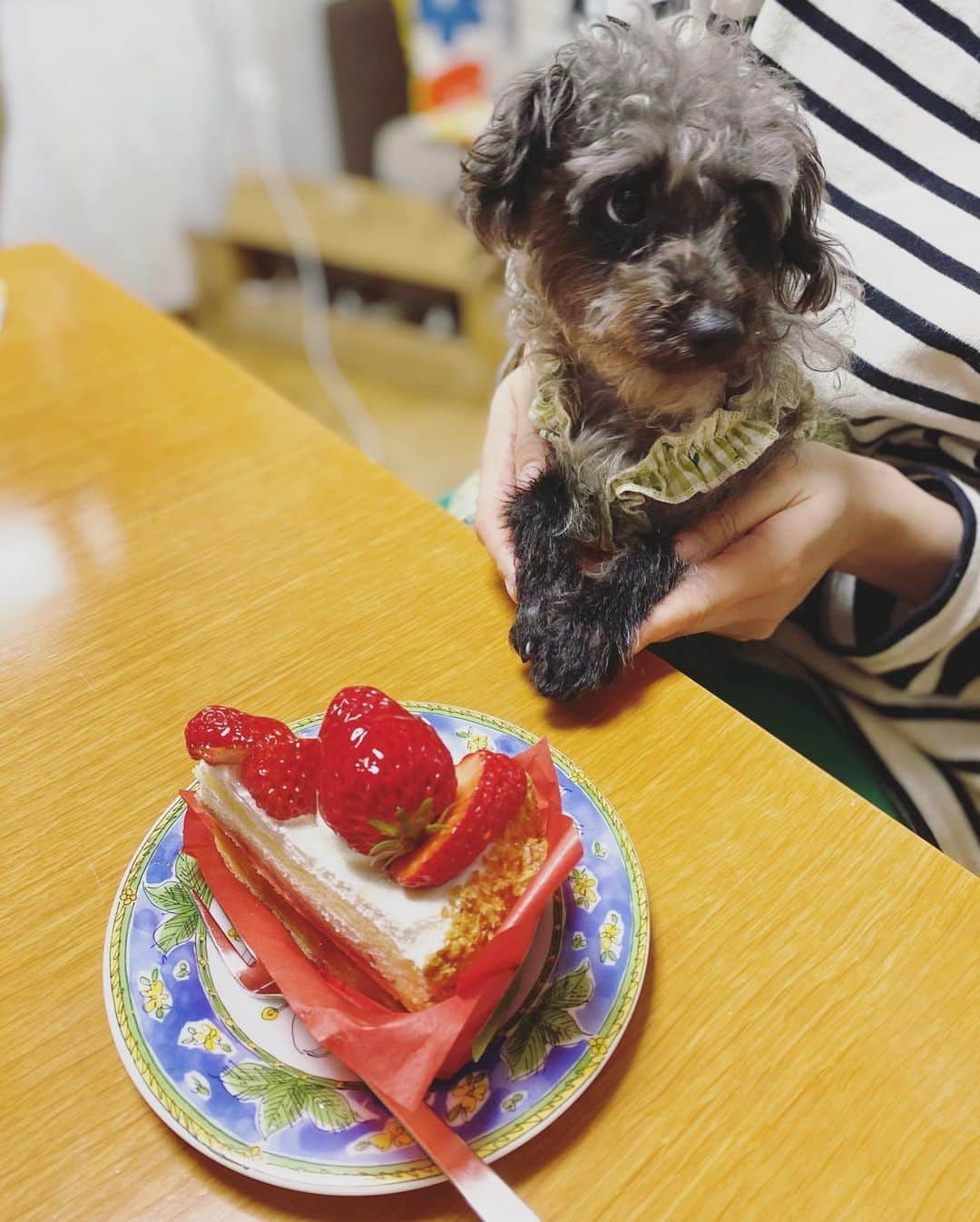 武田訓佳さんのインスタグラム写真 - (武田訓佳Instagram)「🧁💓 ・ ・ #たけだの春休み 🌸 ・ ホワイトデーのケーキみんなで食べたり🍰🤍 姪っ子ちゃんのピアノの発表会行ったり🎹🎶 とんがりコーンの食べ方教えてあげたり🌽← してました☺️🌸 ・ ひじきとこめに癒されたお泊まり会♡ ・ ・ ・ #ピアノの発表会 #🎹 #🤍 #ひじき #犬のいる暮らし #🐕‍🦺 #🐶 #いぬすたぐらむ #ミックス犬 #mix犬 #ピンプー #ミニチュアピンシャー #トイプードル #たけだの日常  #イッヌ #ドレスは姪っ子ちゃんの発表会にあわせて👗💕 #本人不在の撮影会 #🤳 #💕 #相変わらず自分の写真がない #🫠」3月25日 19時53分 - kunika0117