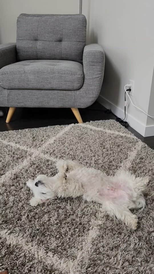 Toby LittleDudeのインスタグラム：「It's a tough life but someone has to do it...  #theothemaltese #maltese #puppy #dogsofinstagram #snoring #malteseofinstagram #furbaby #cutedog #doggo #dogs #dogsofcanada」