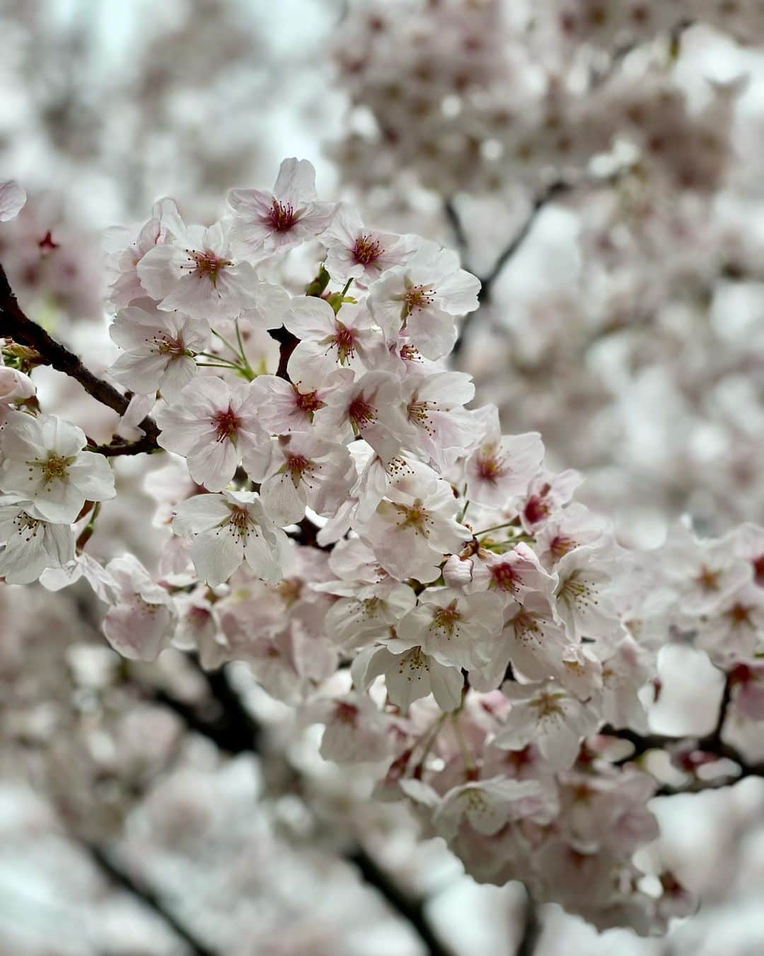 吉井明子さんのインスタグラム写真 - (吉井明子Instagram)「❀ ❀ ❀  #3月25日 #満開 #花冷え #tokyo #桜 #sakura #ソメイヨシノ #春 #明さんぽ #気象予報士 #気象キャスター #weatherforecaster #기상캐스터　#氣象主播 #吉井明子」3月25日 20時08分 - akiko_yoshii_sunny_rain