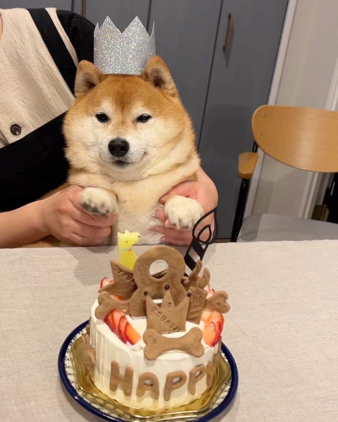 豆柴つむじくんのインスタグラム：「おかげさまで８さいになりました！ #豆柴 #柴犬 #시바견 #shiba #shibainu #shibastagram #shibalove #shibadog #つむじ #ここ柴部 #いつもありがとう」