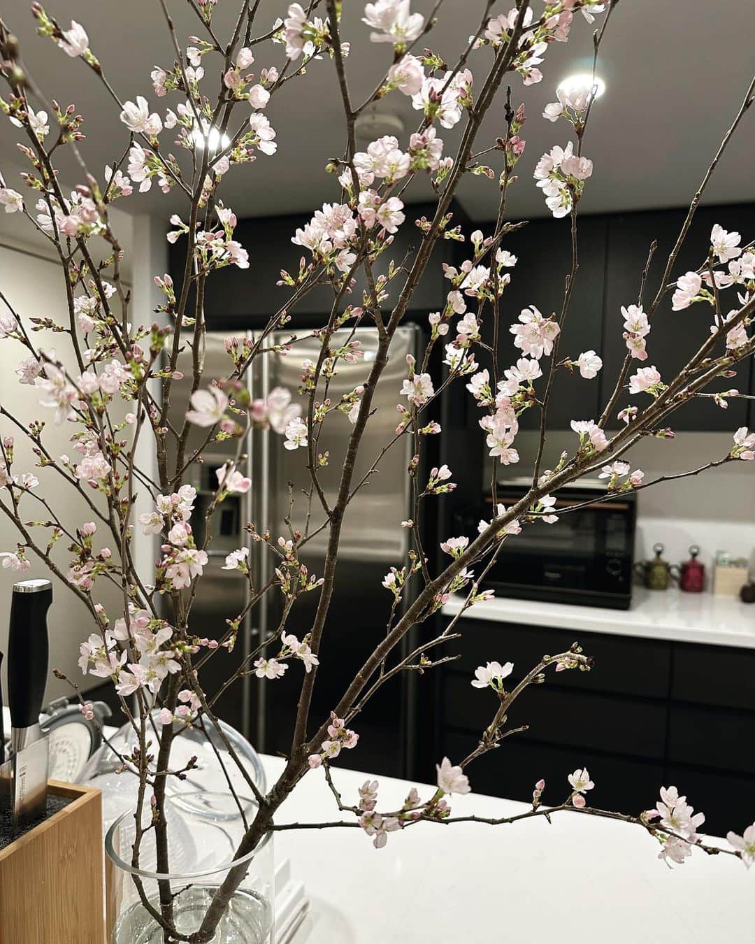 金子栞のインスタグラム：「🌸🌸🌸  満開直前で連日の雨なので… 今年はおうちでも少し気分を楽しめるように買ってみました！ 1枚目から2枚目、たった２日でこんなに咲いた！散っていくと思うと寂し~  関東は毎年桜が満開ごろに雨降ってる気がするんだけど気のせいかな  #おうちでお花見 ☺️🌸」
