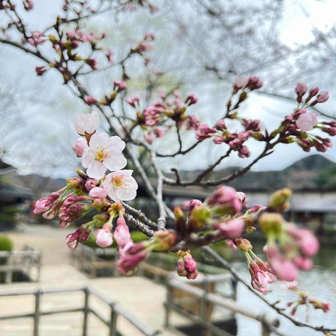 のインスタグラム：「・ 初花 | first flower of the season🌸 鳥たちもいつもより囀っています。 The birds are also chirping more than usual. ・　 ・ #edo #edowonderland #nikko #hanami #桜 #桜の開花宣言 #お花見 #いざ江戸へドロン #江戸の風景 #春の江戸 #江戸人 #日光 #テーマパーク #江戸時代 #江戸ワンダーランド日光江戸村」