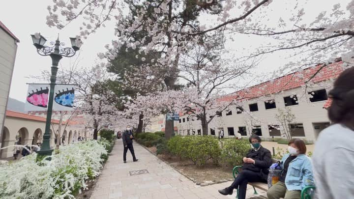 牧野誠三のインスタグラム：「宝塚に所要をするために行き、予定外に、タカラヅカ花の道に🌸桜が見頃でした。歌劇前を通り、花見をしてきました。 宝塚歌劇はすみれの花ですが、桜も悪くないです。 #ytv元アナウンサー アナウンサー #読売テレビ #フリーアナウンサー #宝塚歌劇 #花の道 #桜並木 #牧野誠三」