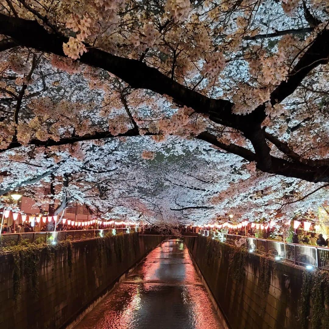翔さんのインスタグラム写真 - (翔Instagram)「昼と夜見に行ったけど夜の方が好き🌸⁡ ⁡I liked seeing the Cherry blossoms more at night 🌙」3月25日 20時42分 - sho0509official