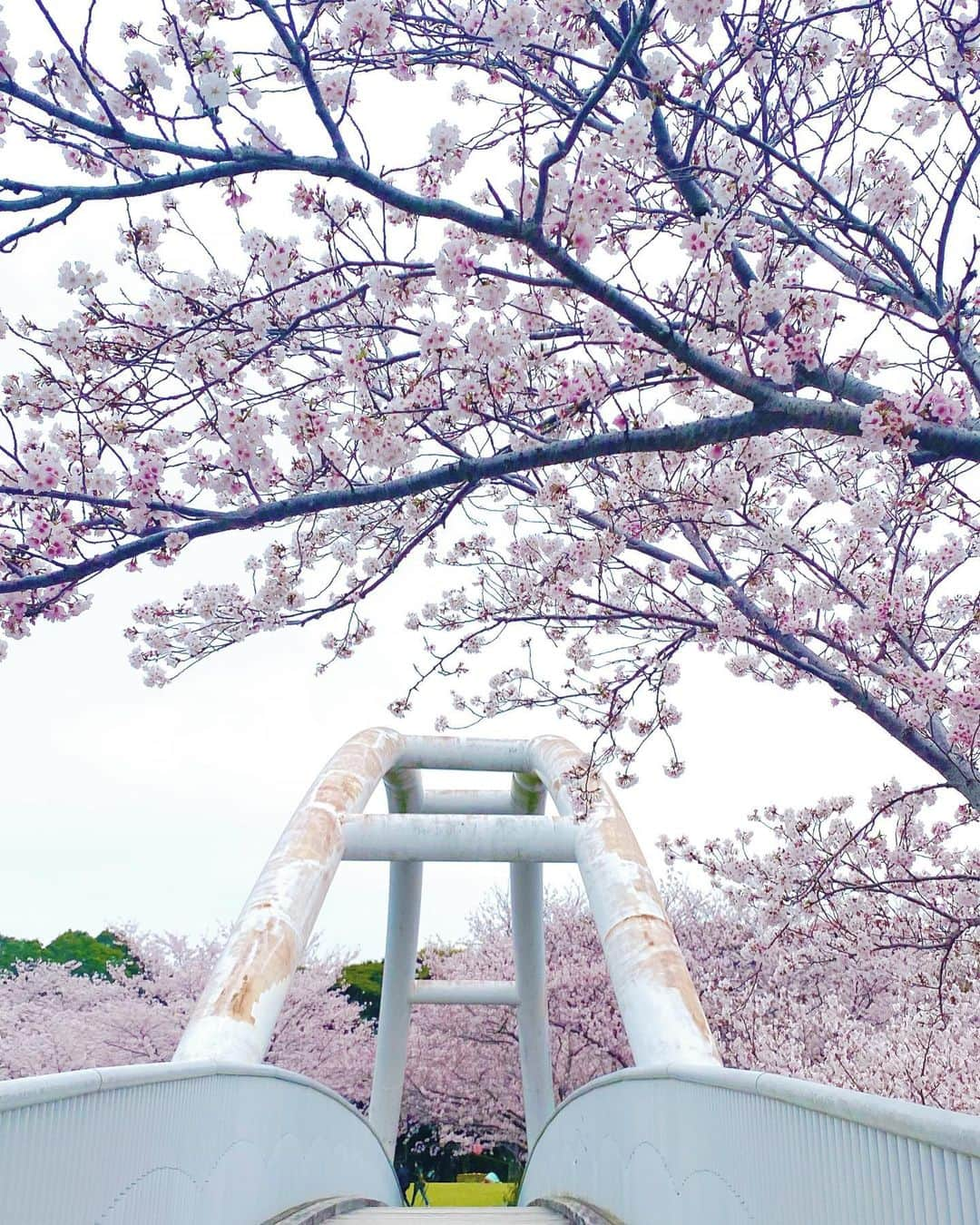 下野佐和子のインスタグラム：「#桜の季節 #開花宣言 #鹿児島県 #絶景スポット #鹿児島県出水市 #出水市 #東光山 #東光山公園 #鹿児島おでかけ情報 #鹿児島おでかけスポット #展望所 #展望台 #昭和レトロ好き #新幹線も見える公園 #九州新幹線 #九州観光 #出水駅 #おれんじ鉄道   【鹿児島県出水市　東光山公園】 2022年3月撮影 昨年、桜の季節に初めて登ったけど、めちゃくちゃ綺麗でした🌸 せっかくだから展望台にも登り、出水平野を一望◎公園にある動物たちが不気味なところも◎」