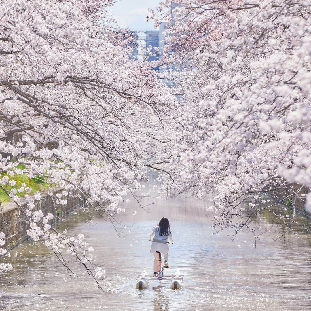 星野リゾートさんのインスタグラム写真 - (星野リゾートInstagram)「【桜の絶景を自転車に乗って楽しむ🌸】 📍BEB5土浦 - BEB5 Tsuchiura  BEB5土浦からほど近い場所にある「新川」は土浦市の桜の名所です！川沿いに桜並木が続き、満開になると桜のトンネルが出来上がります。 マイバイクやBEBのレンタルE-Bikeに乗ってのお花見もおすすめです🚲  ※1枚目の写真の「お花見水上サイクリング」はご好評につき完売しました🙇‍♀️  #HoshinoResorts #星野リゾート #beb5Tsuchiura #beb5土浦 #茨城ホテル #茨城旅行 #りんりんロード #自転車ホテル #桜」3月25日 21時00分 - hoshinoresorts.official