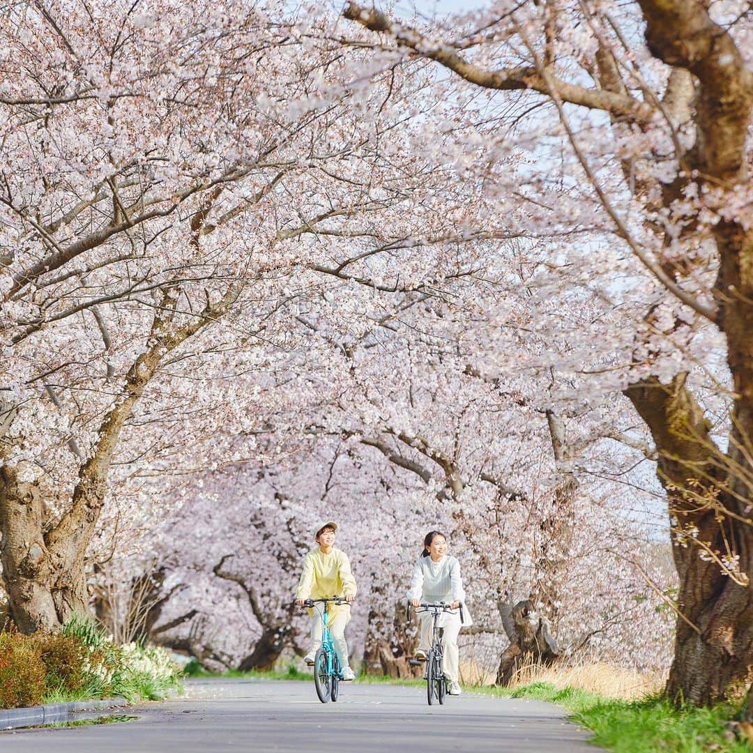 星野リゾートさんのインスタグラム写真 - (星野リゾートInstagram)「【桜の絶景を自転車に乗って楽しむ🌸】 📍BEB5土浦 - BEB5 Tsuchiura  BEB5土浦からほど近い場所にある「新川」は土浦市の桜の名所です！川沿いに桜並木が続き、満開になると桜のトンネルが出来上がります。 マイバイクやBEBのレンタルE-Bikeに乗ってのお花見もおすすめです🚲  ※1枚目の写真の「お花見水上サイクリング」はご好評につき完売しました🙇‍♀️  #HoshinoResorts #星野リゾート #beb5Tsuchiura #beb5土浦 #茨城ホテル #茨城旅行 #りんりんロード #自転車ホテル #桜」3月25日 21時00分 - hoshinoresorts.official